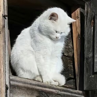 Денис Орехво